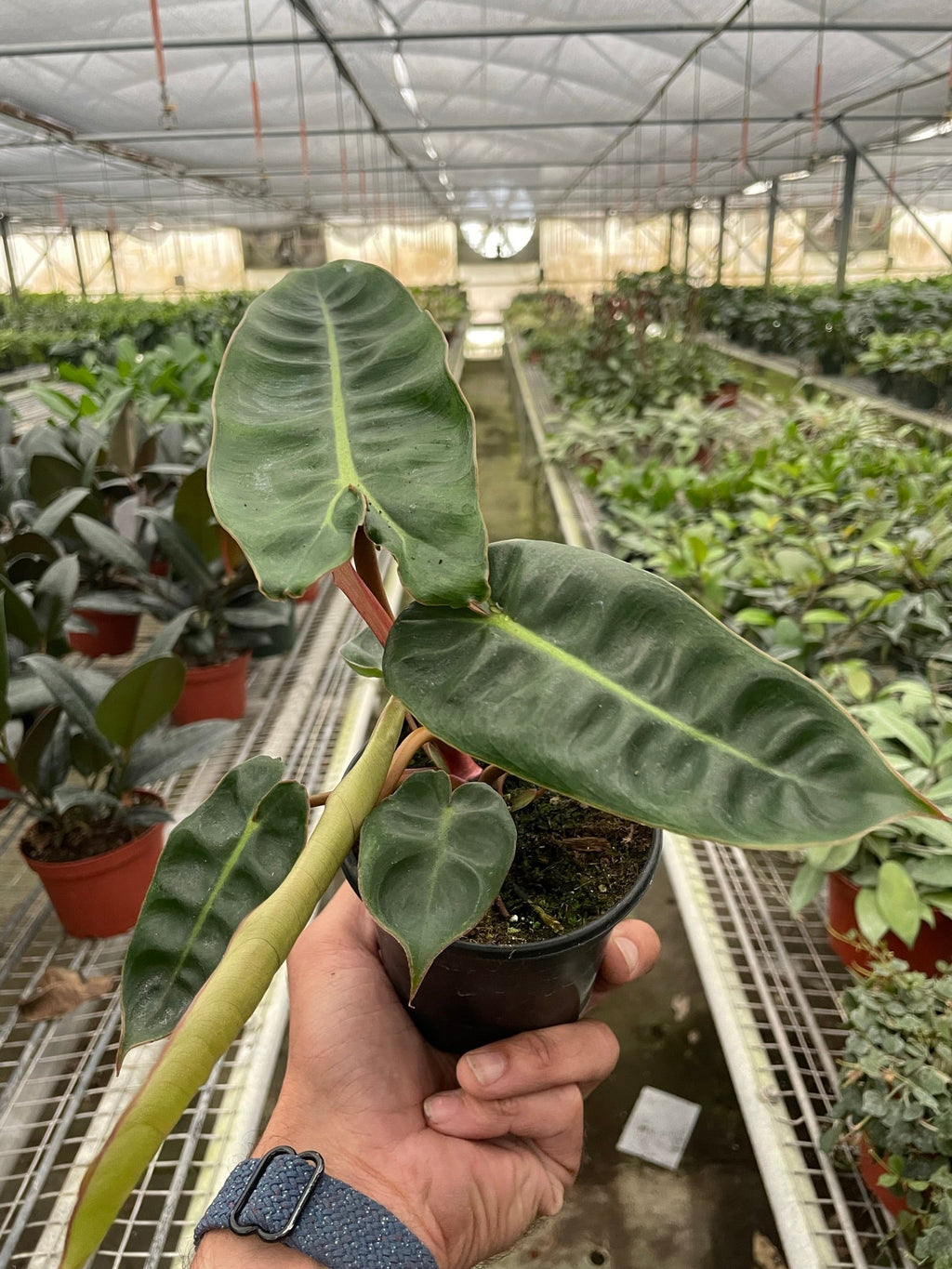 Philodendron 'Billietiae' – view 3