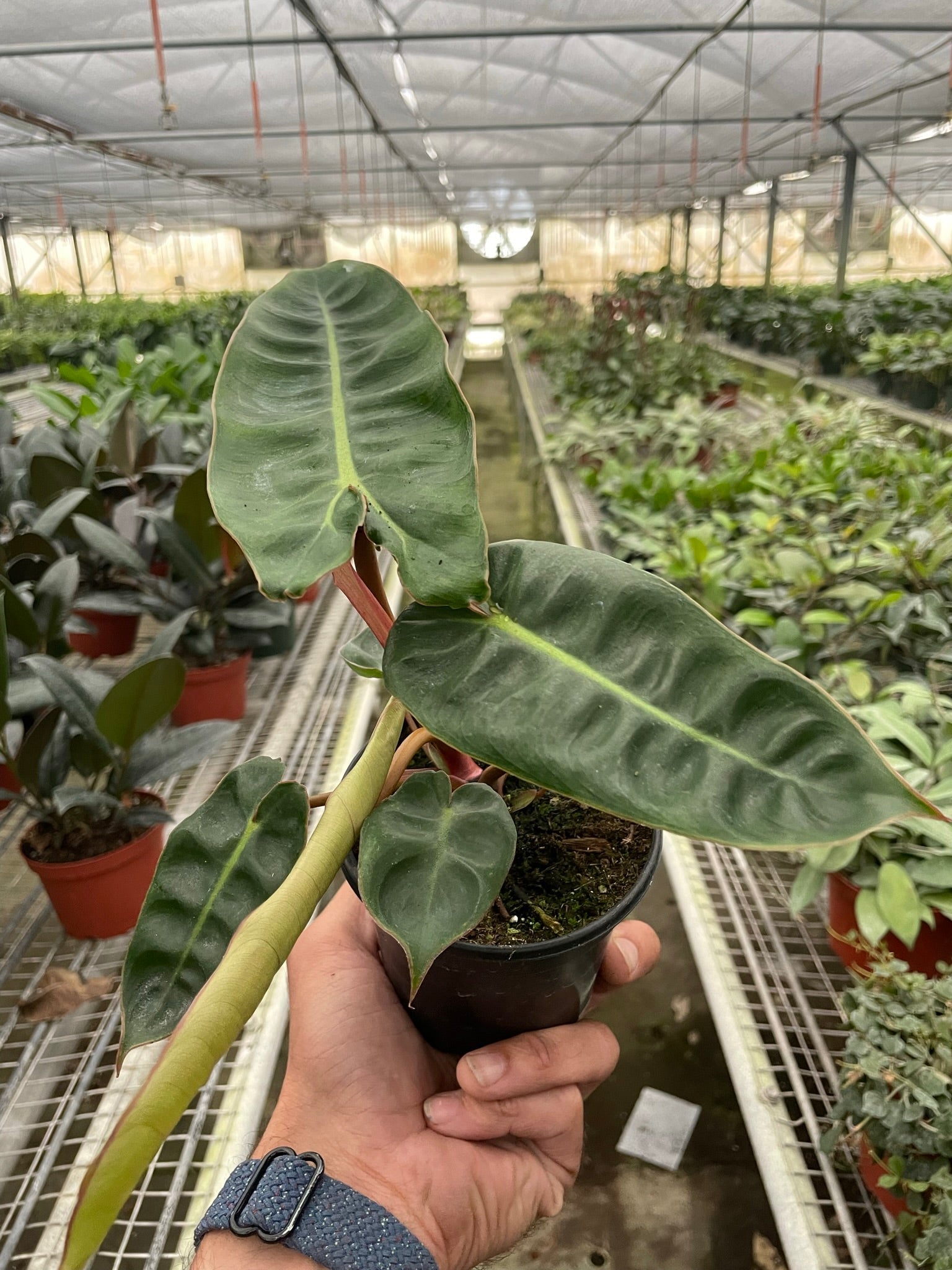 Philodendron 'Billietiae' – view 3
