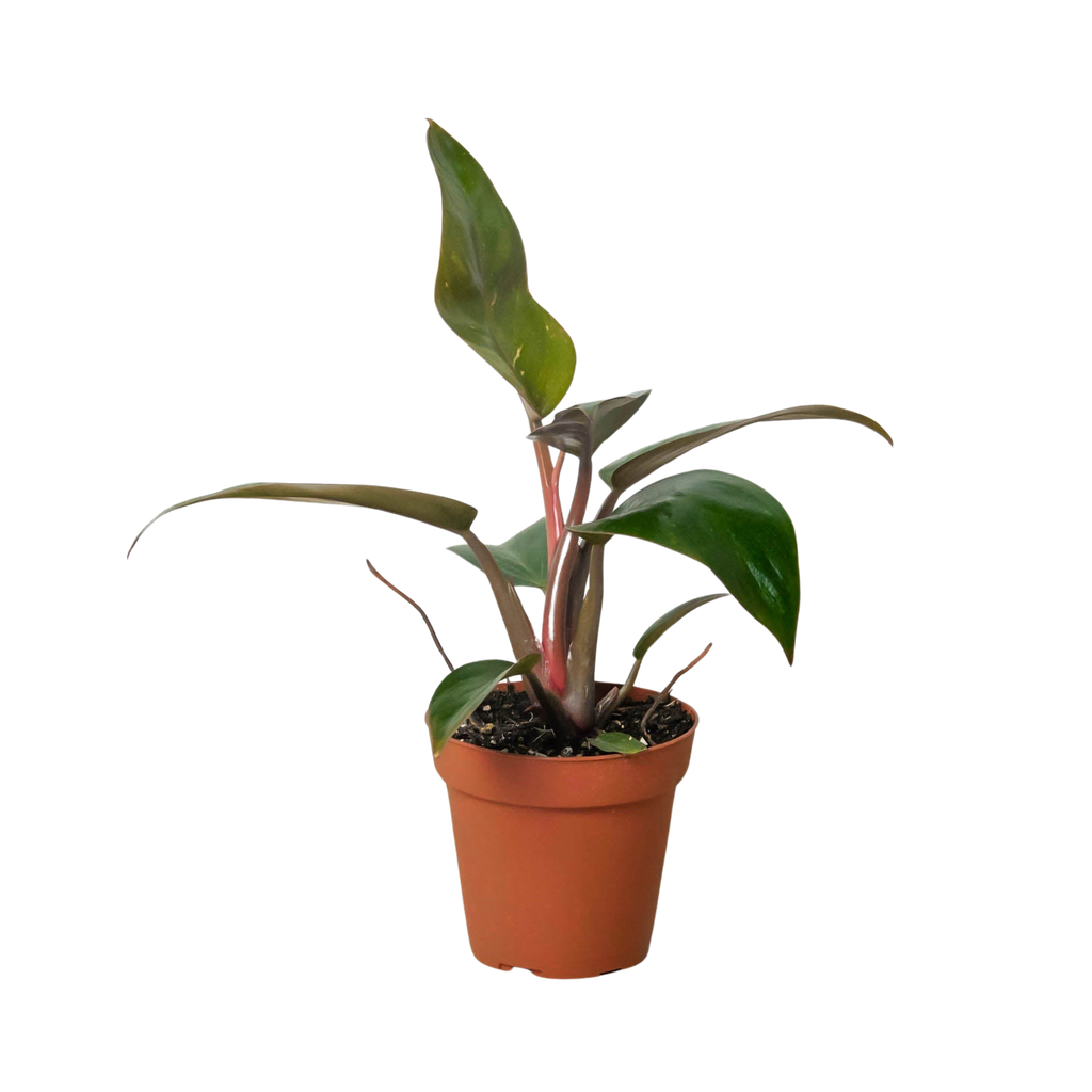Philodendron 'Birkin Pink' – view 3