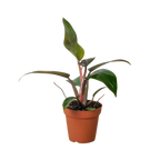 Philodendron 'Birkin Pink' – view 3