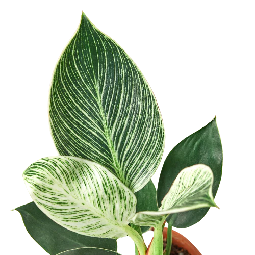 Philodendron 'Birkin' – view 2