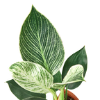 Philodendron 'Birkin' – view 2