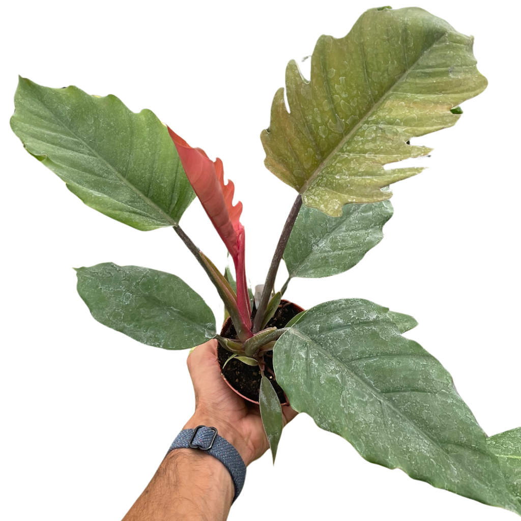 Philodendron Choco Empress – view 2
