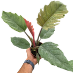 Philodendron Choco Empress – view 2