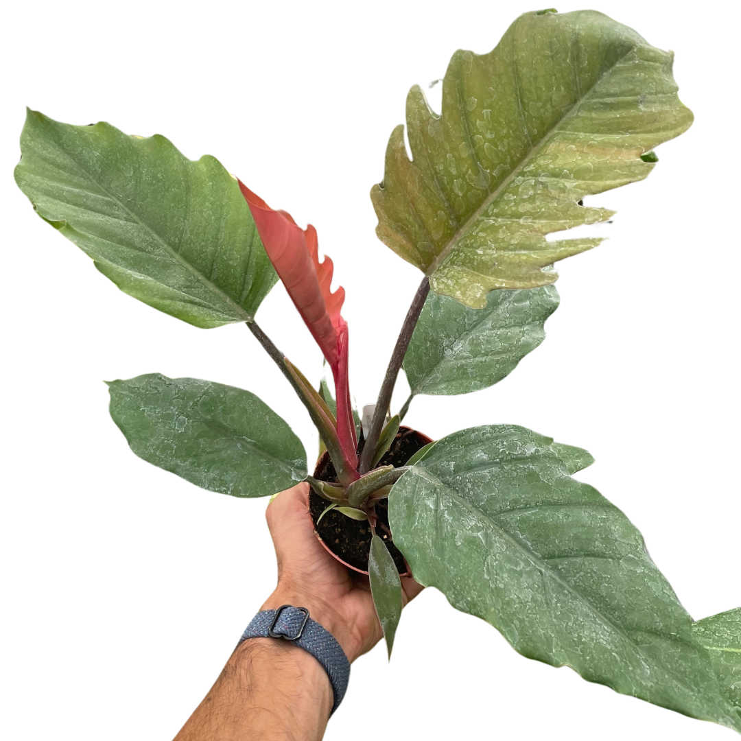 Philodendron Choco Empress – view 2