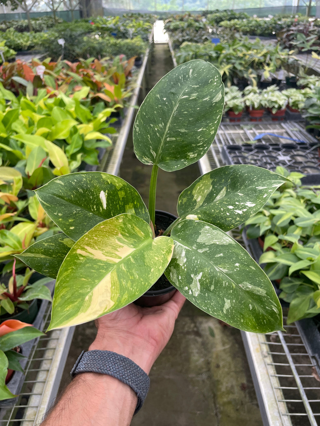 Philodendron 'Congo Nuclear' – view 2