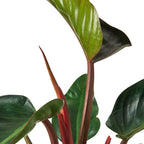 Philodendron 'Congo Rojo' – view 3