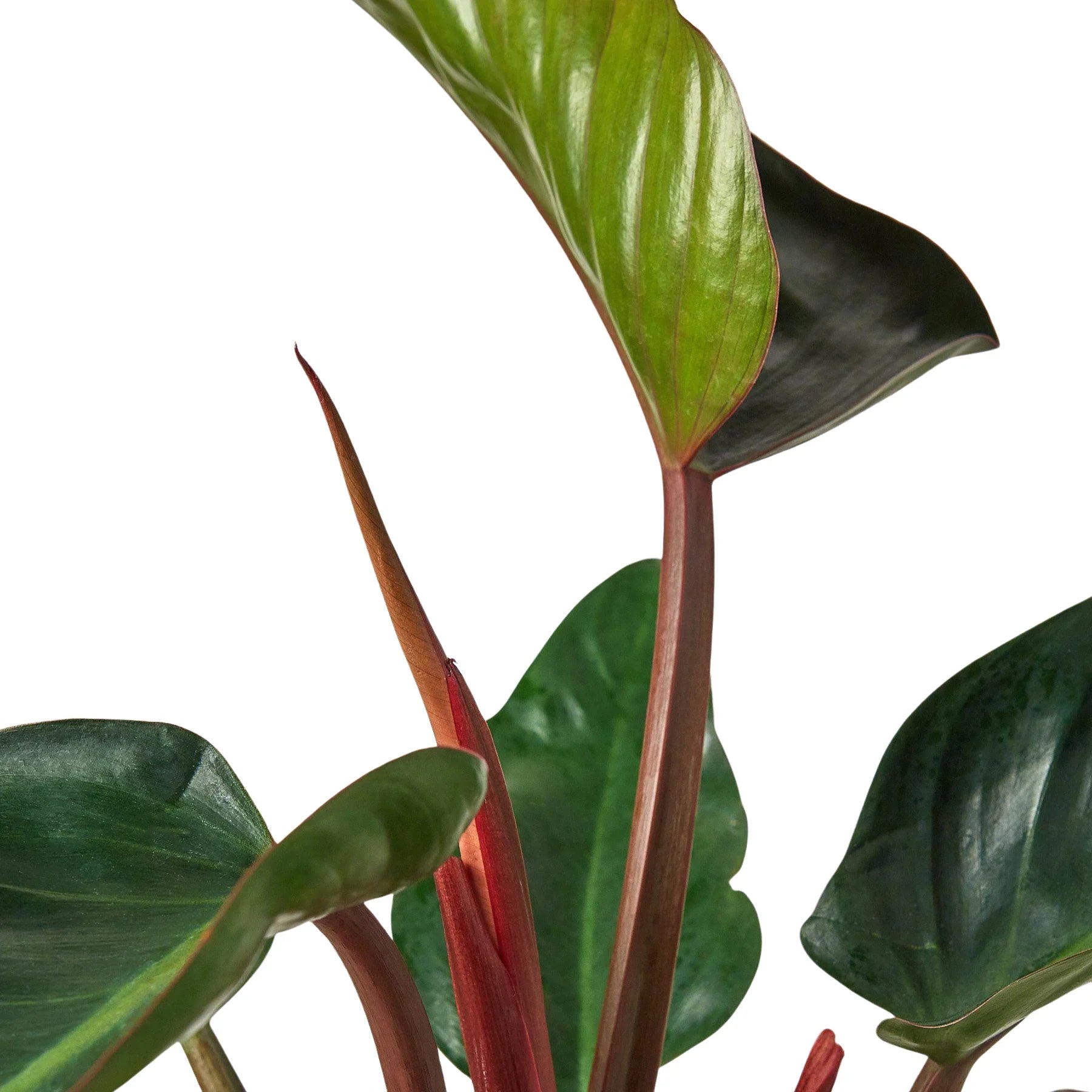 Philodendron 'Congo Rojo' – view 3