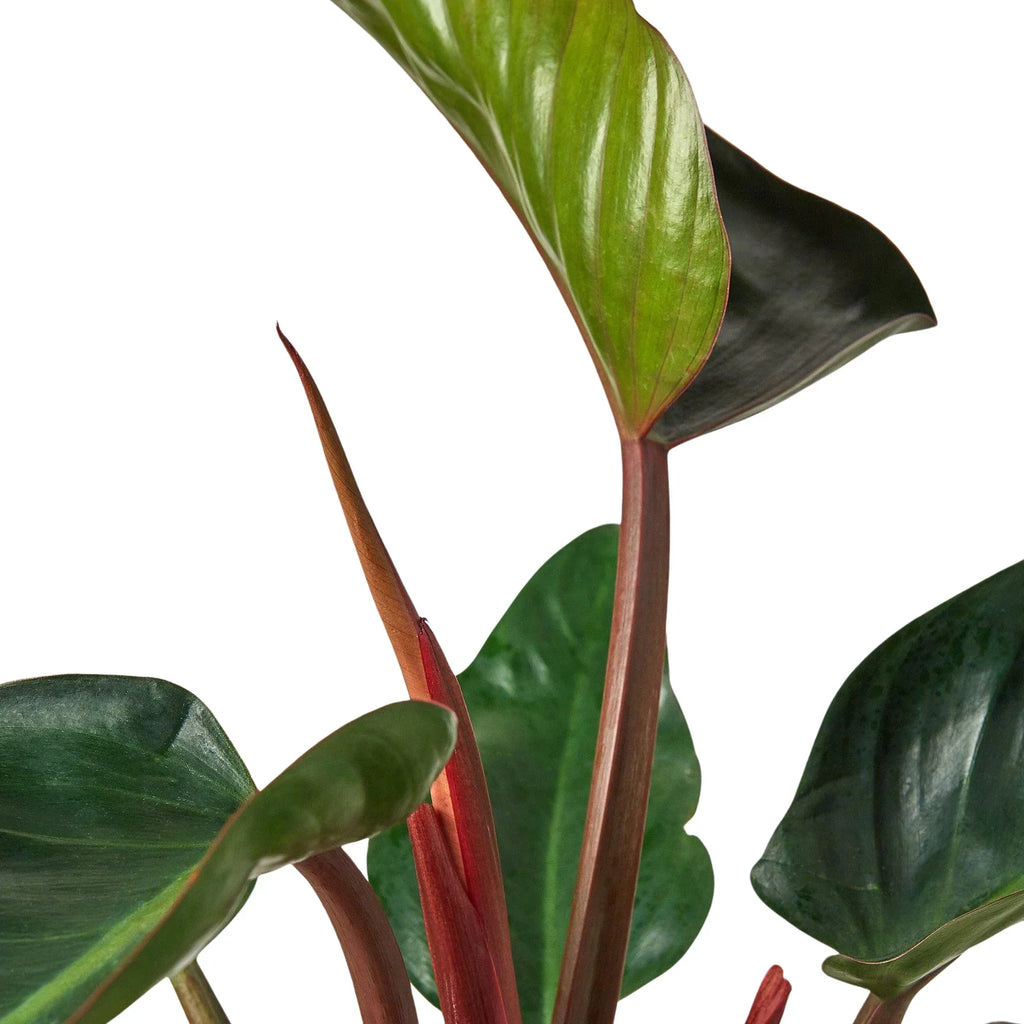 Philodendron 'Congo Rojo' – view 3