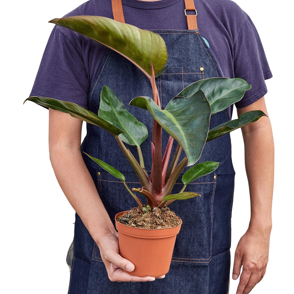 Philodendron 'Congo Rojo' – view 4