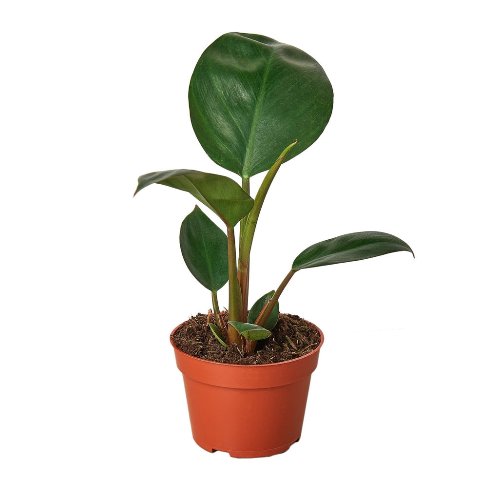 Philodendron 'Congo Rojo' Live Plant – 4" Nursery Pot – view 2