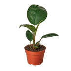 Philodendron 'Congo Rojo' Live Plant – 4" Nursery Pot – view 2