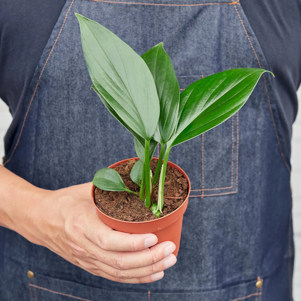 Philodendron 'Dragon Tail' – view 4