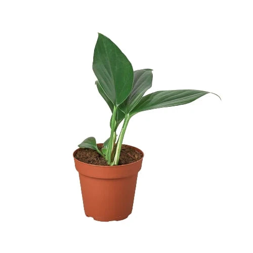 Philodendron 'Dragon Tail' – view 2