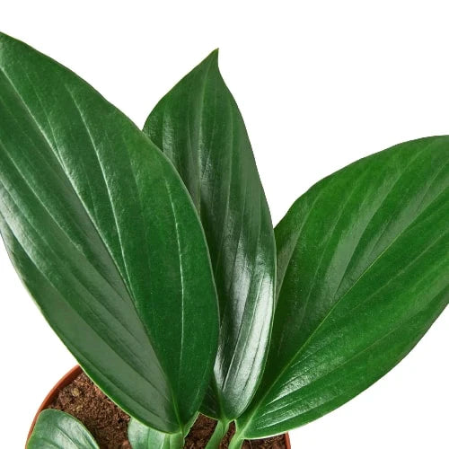 Philodendron 'Dragon Tail' – view 3