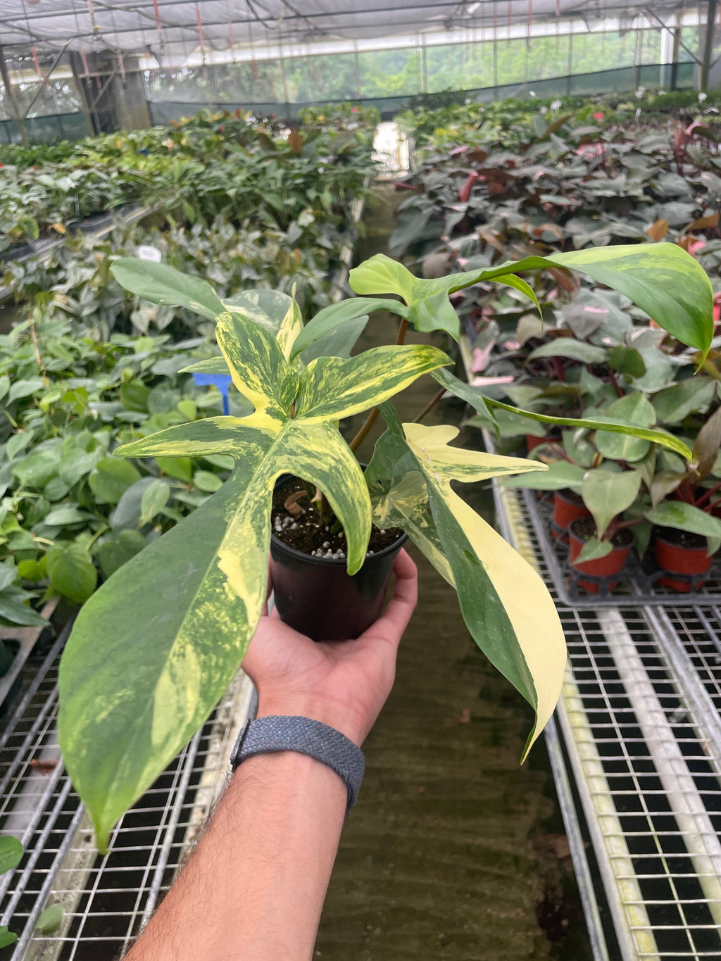 Philodendron Florida Beauty Variegated – view 2