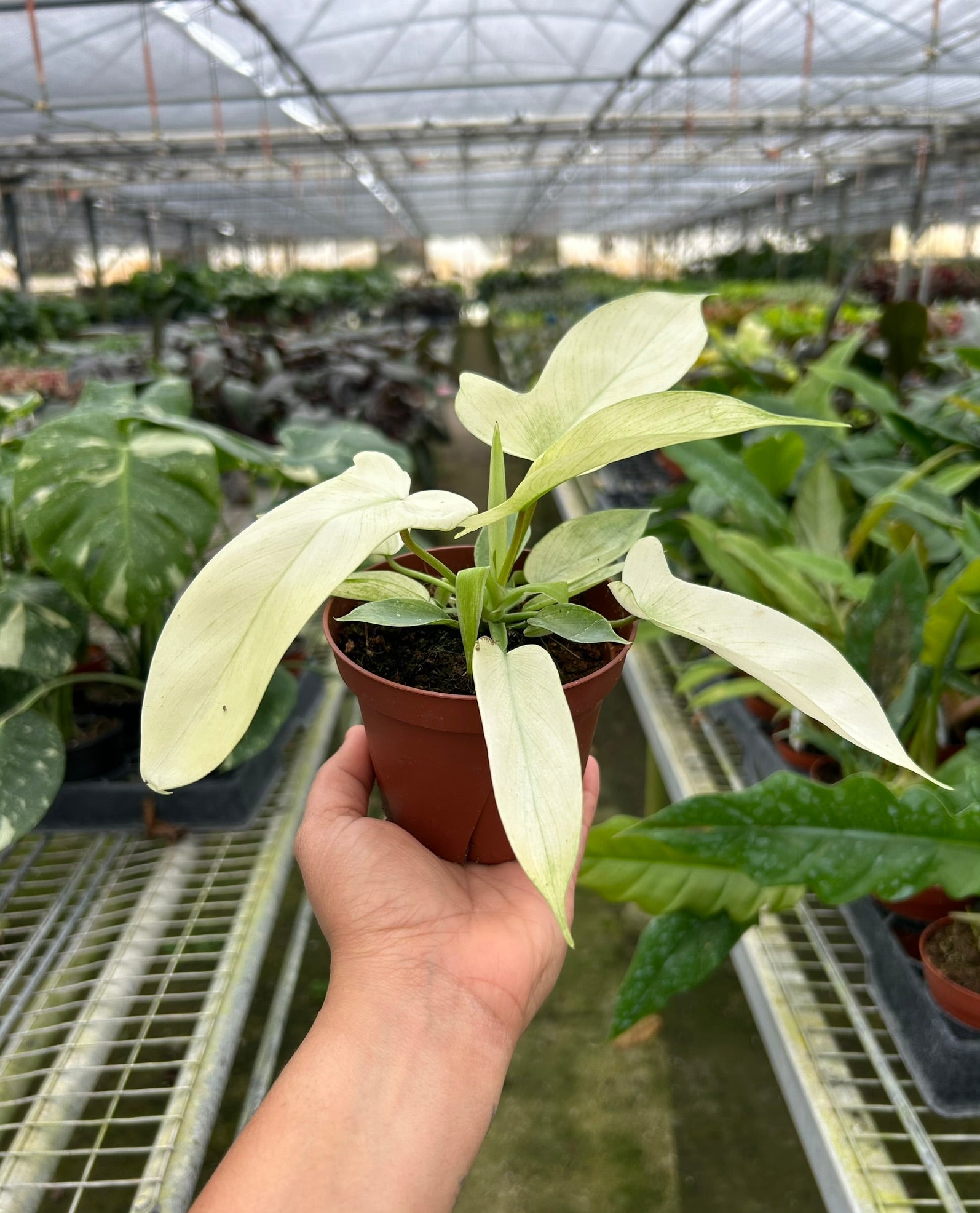 Philodendron 'Florida Ghost' – view 2