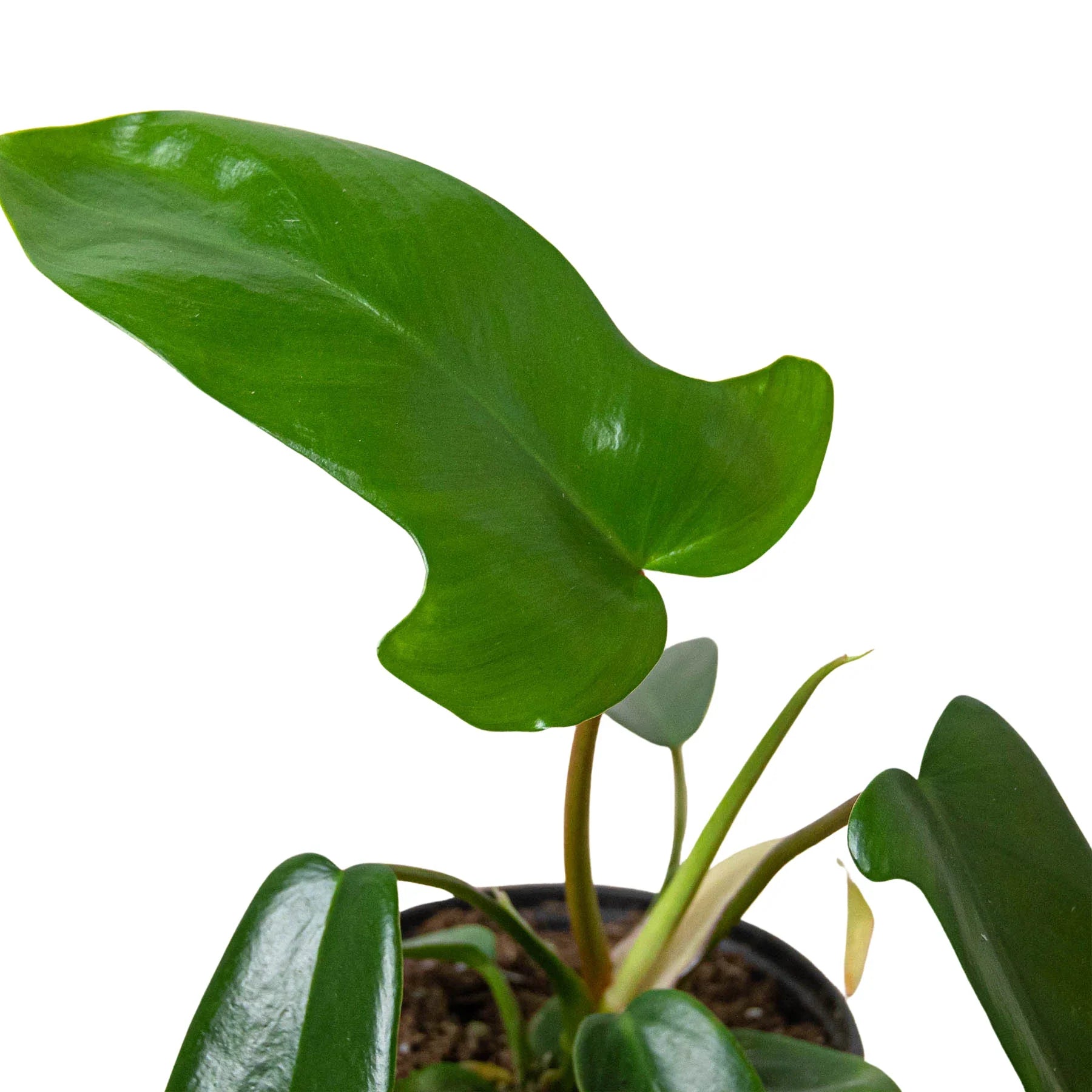 Philodendron 'Florida Green' – view 2
