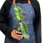 Philodendron 'Florida Green' – view 3