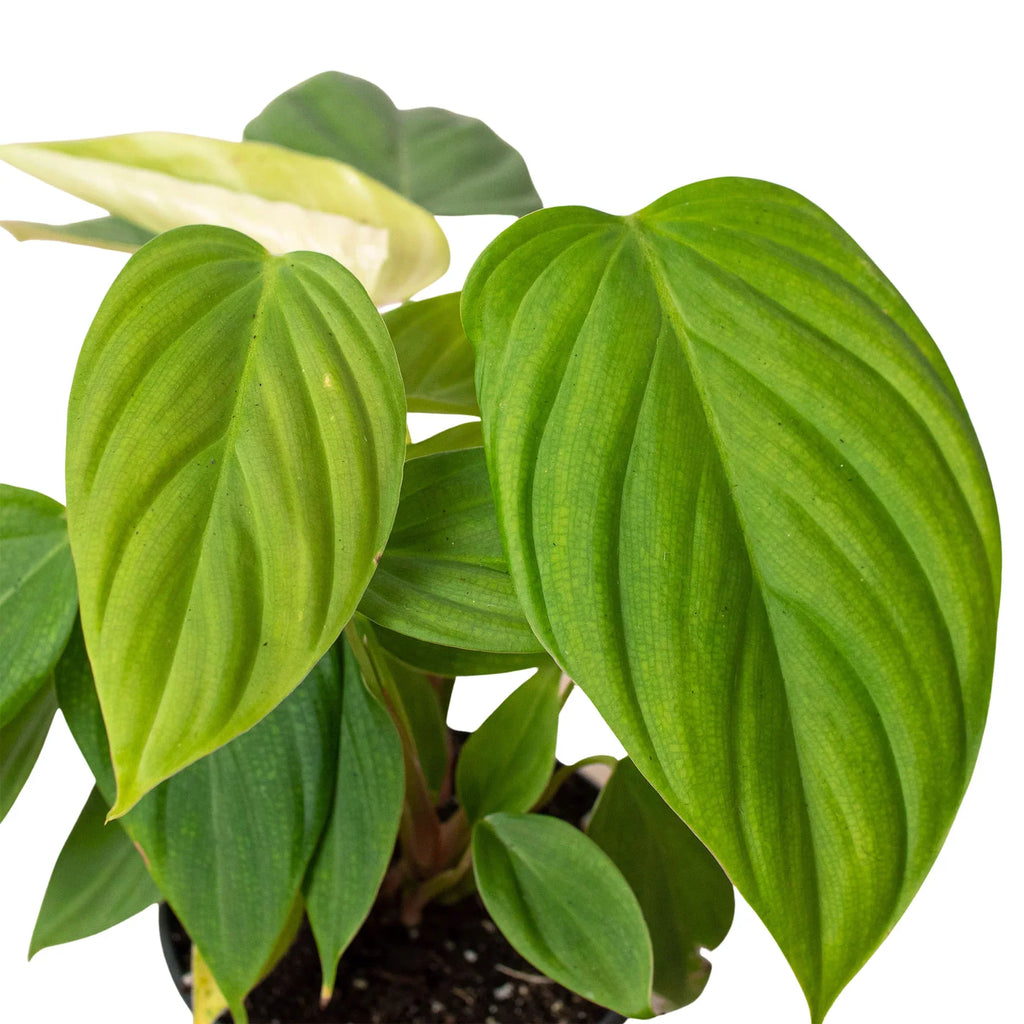 Philodendron 'Fuzzy Petiole' – view 2