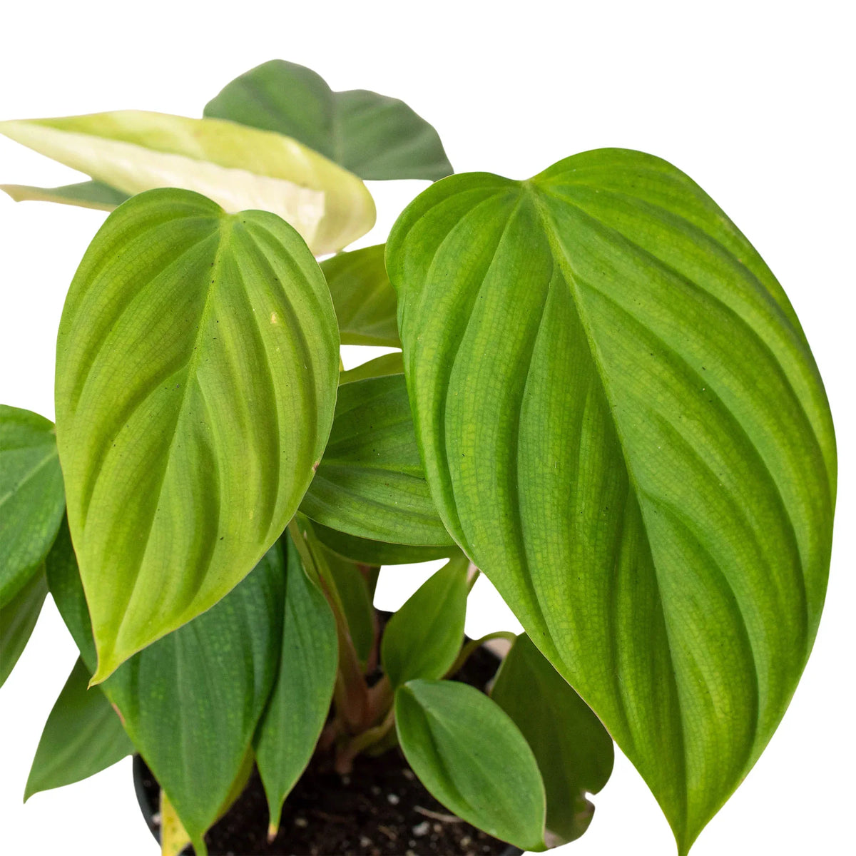 Philodendron 'Fuzzy Petiole' – view 2