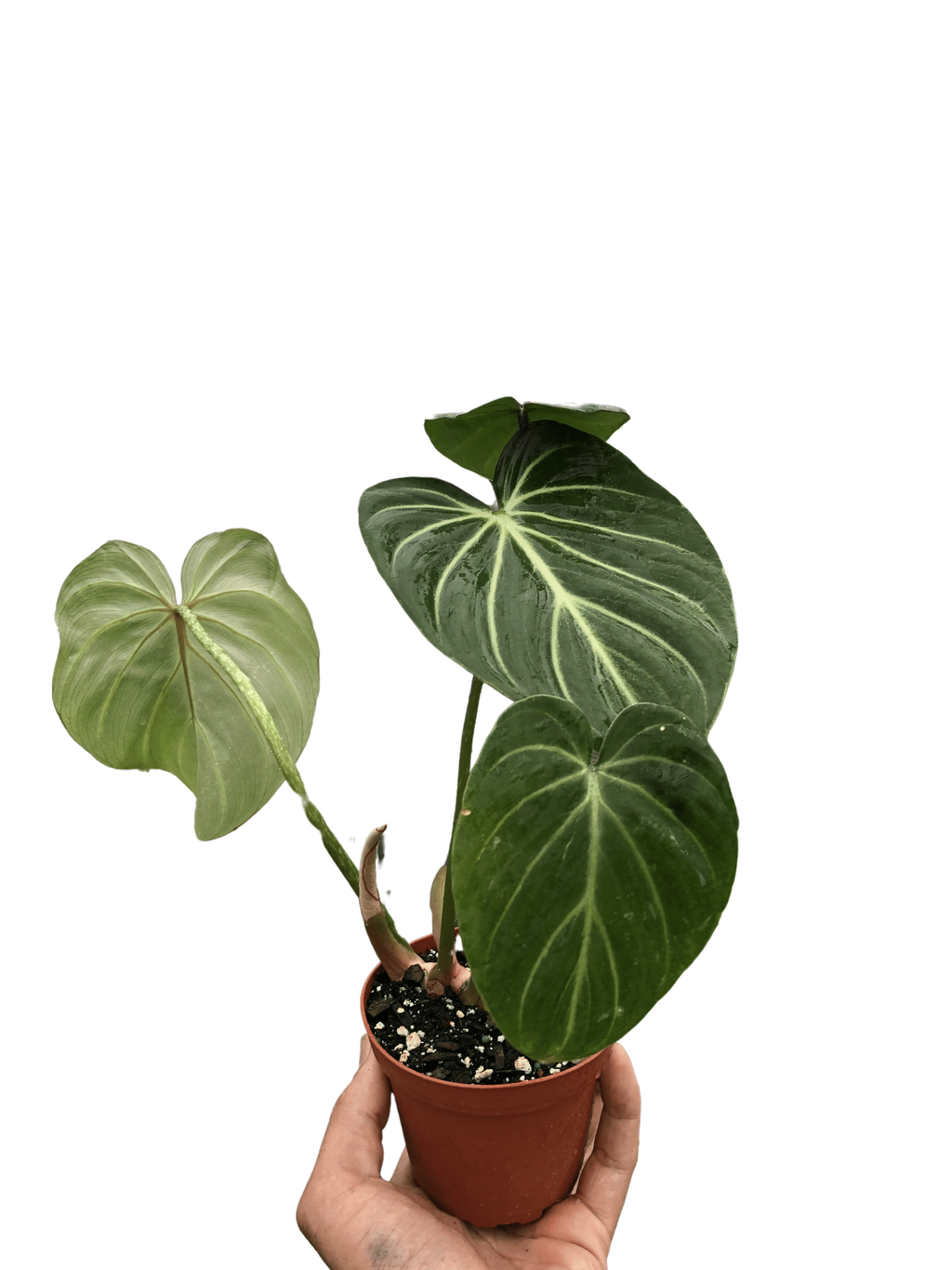 Philodendron Gloriosum – view 5