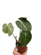 Philodendron Gloriosum – view 5