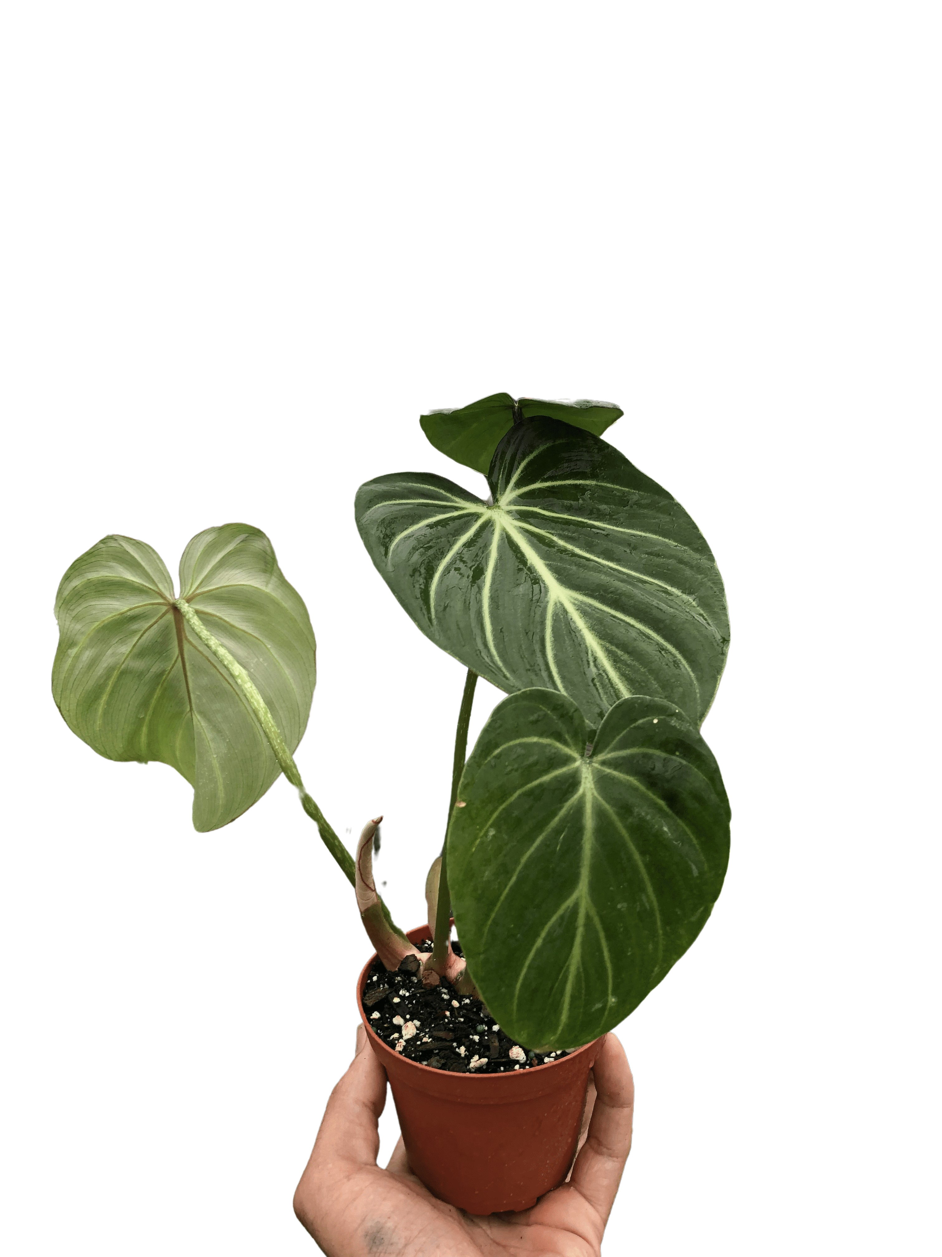 Philodendron Gloriosum – view 5
