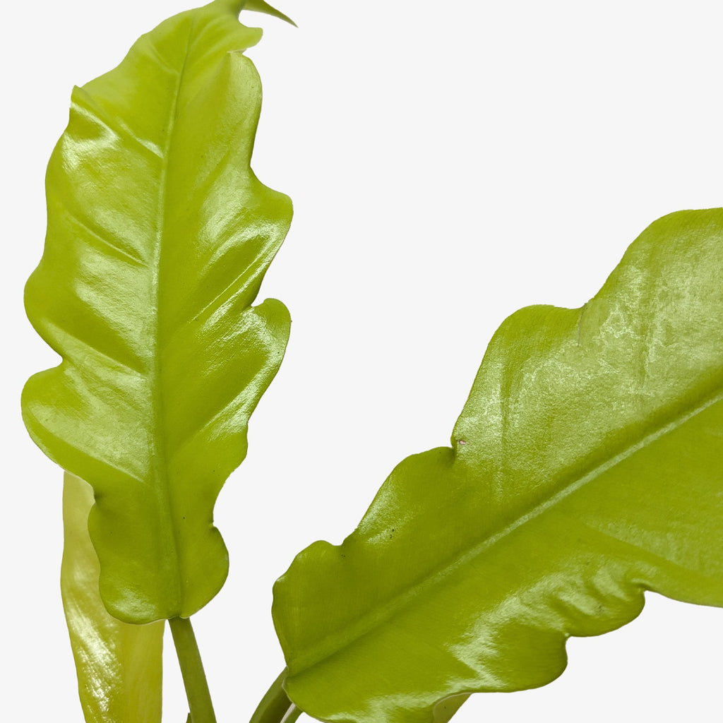 Philodendron 'Golden Crocodile' – view 2