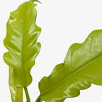 Philodendron 'Golden Crocodile' – view 2