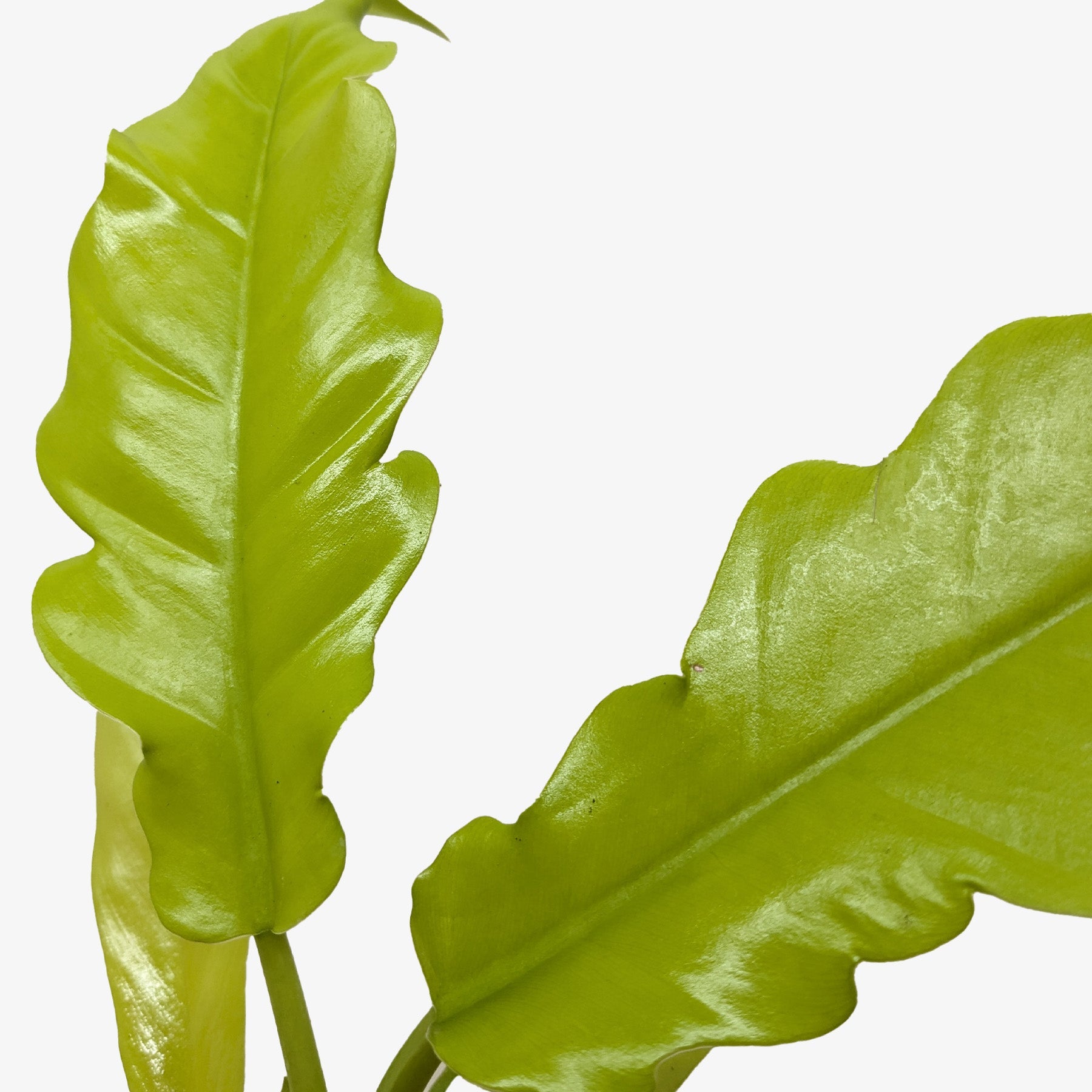 Philodendron 'Golden Crocodile' – view 2