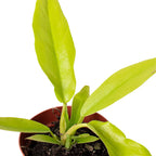 Philodendron 'Ring of Fire Gold' – view 2