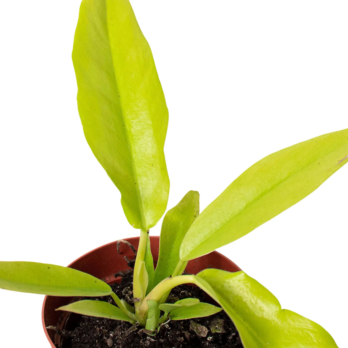 Philodendron 'Ring of Fire Gold' – view 2