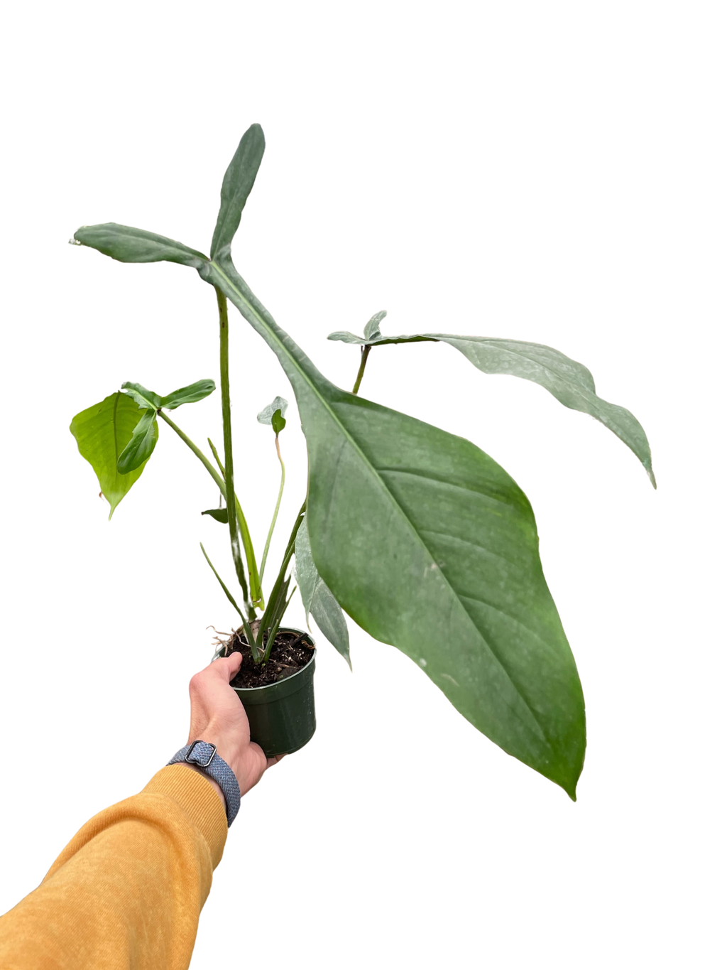 Philodendron 'Joepii' – view 4
