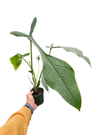 Philodendron 'Joepii' – view 4