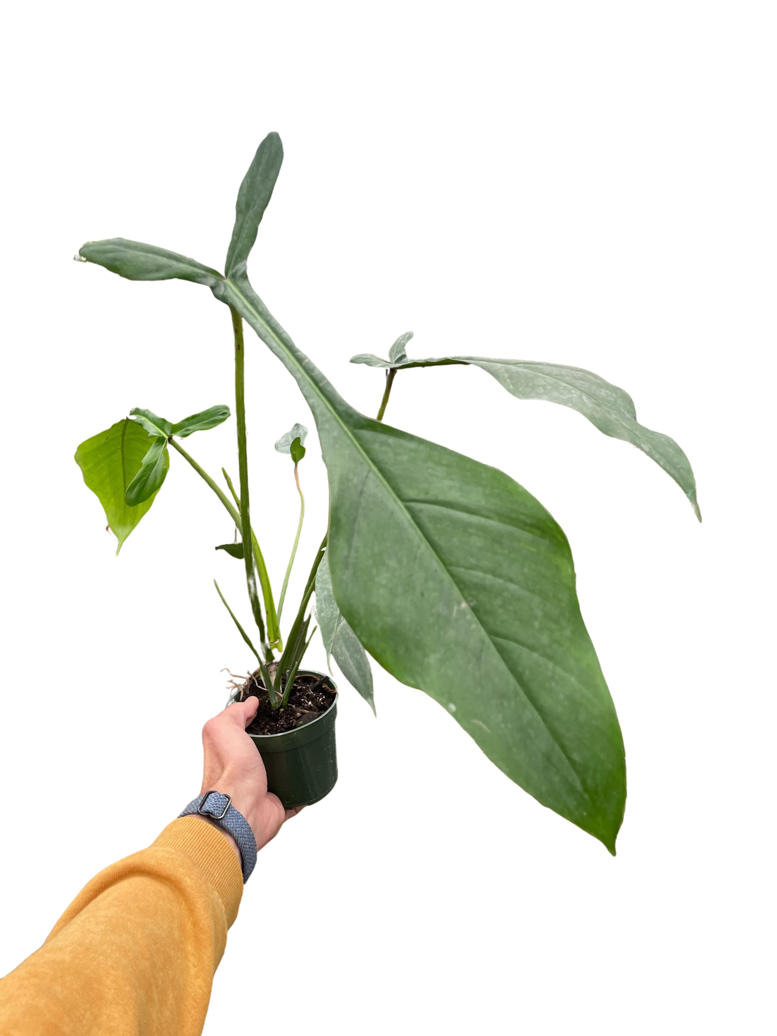 Philodendron 'Joepii' – view 4