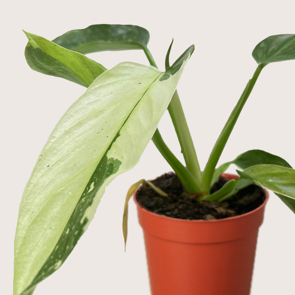Philodendron Jose Bueno – view 2