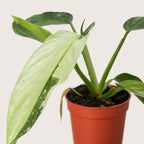 Philodendron Jose Bueno – view 2