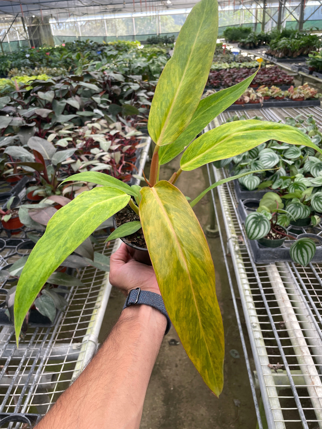 Philodendron 'Orange Marmalade' – view 2