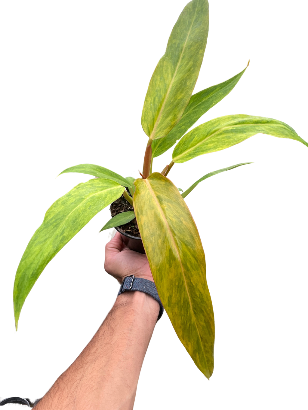 Philodendron 'Orange Marmalade' – view 4