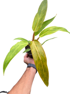 Philodendron 'Orange Marmalade' – view 4