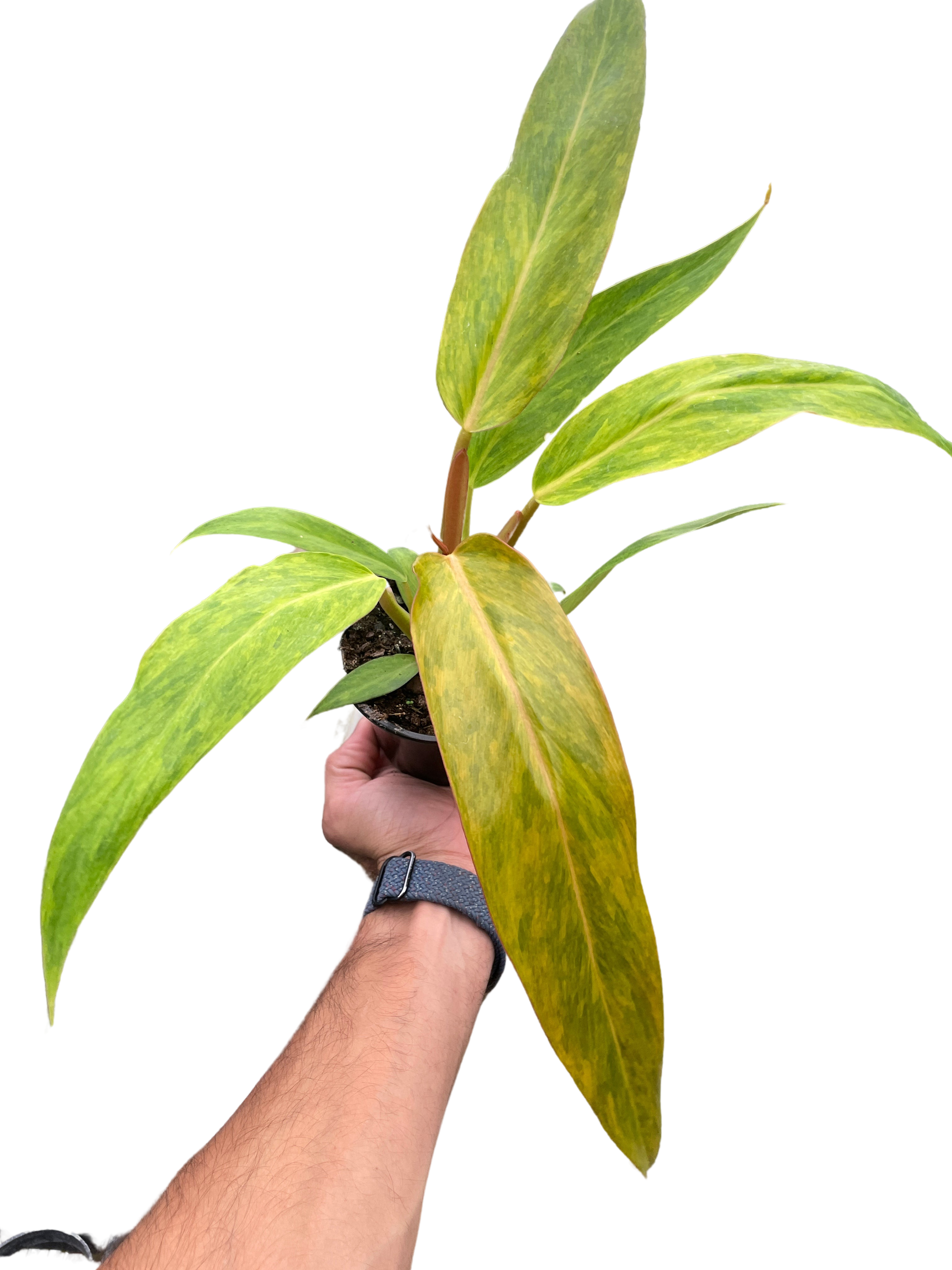 Philodendron 'Orange Marmalade' – view 4