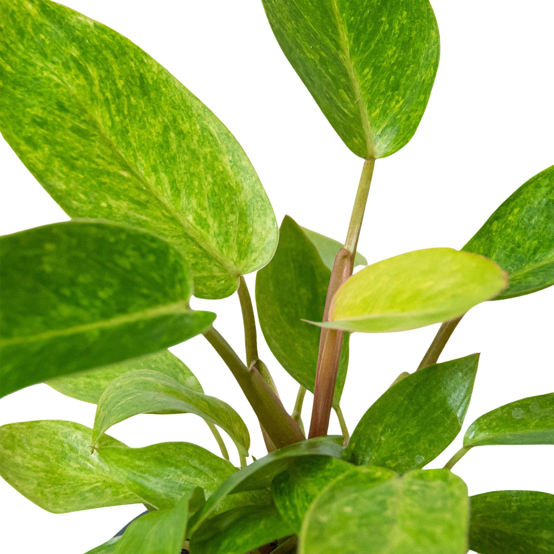 Philodendron 'Painted Lady' – view 2