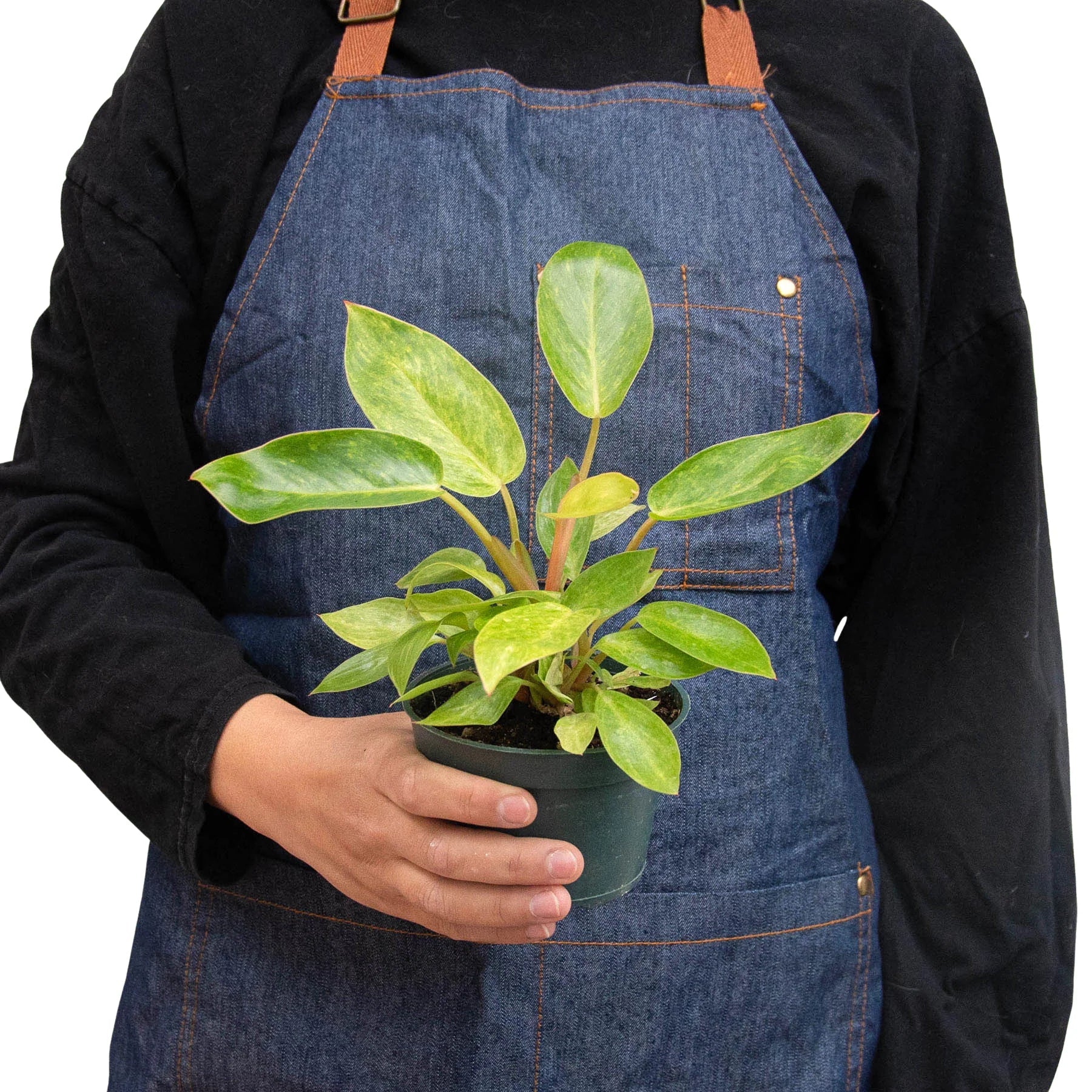 Philodendron 'Painted Lady' – view 3