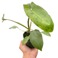 Philodendron 'Paraiso Verde'