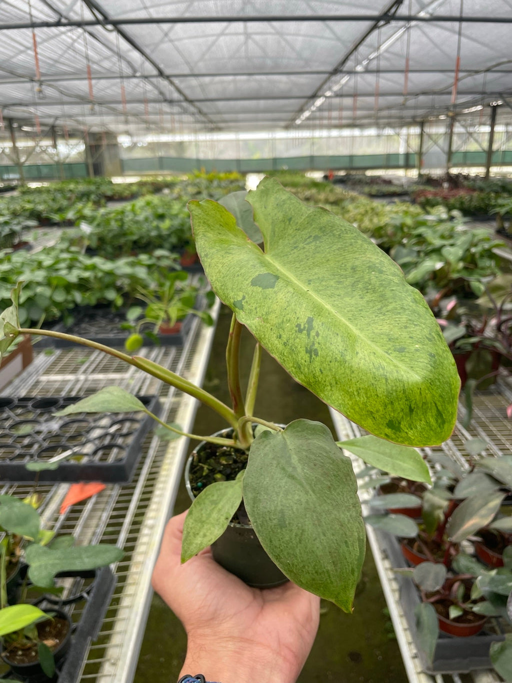 Philodendron 'Paraiso Verde' – view 2