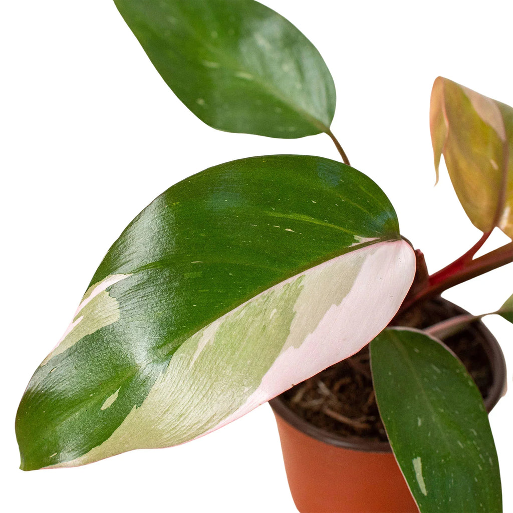 Philodendron 'Pink Princess' – view 2