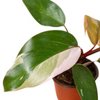 Philodendron 'Pink Princess' – view 2