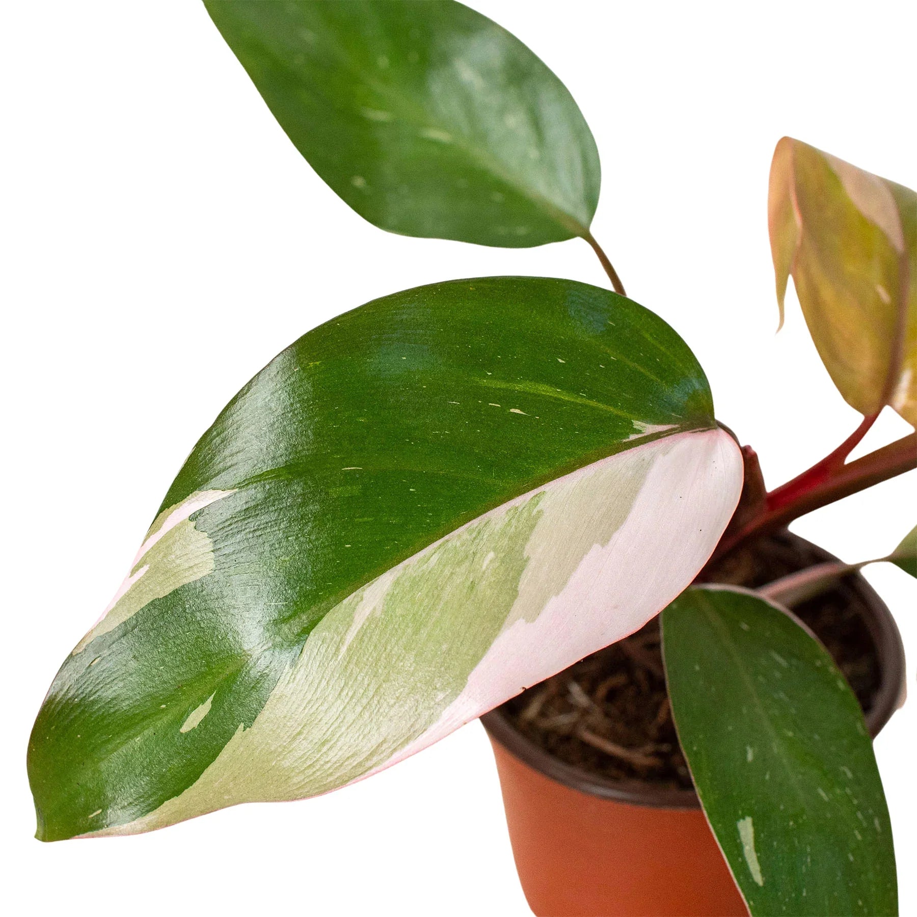 Philodendron 'Pink Princess' – view 2