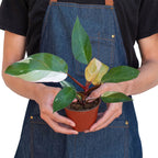 Philodendron 'Pink Princess' – view 3